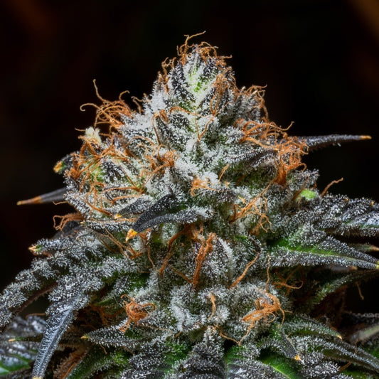 Blue Cookies Seeds