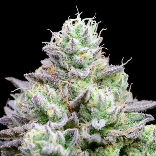 Blue Zushi Seeds