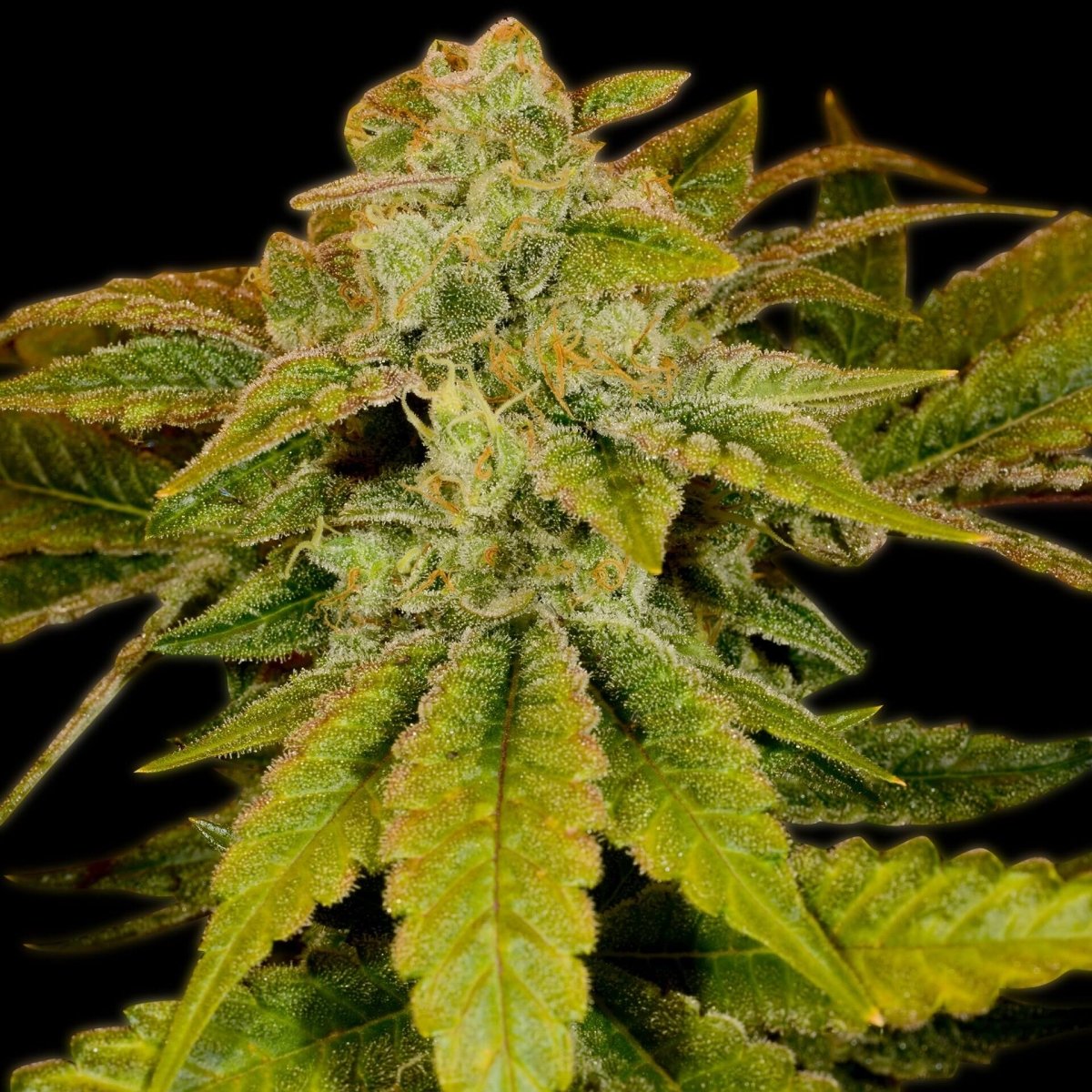 Blueberry Headband Seeds