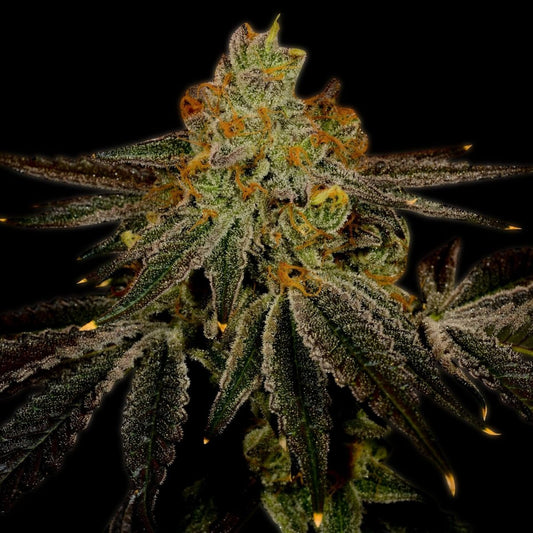 Blueberry Kush Autoflower Seeds