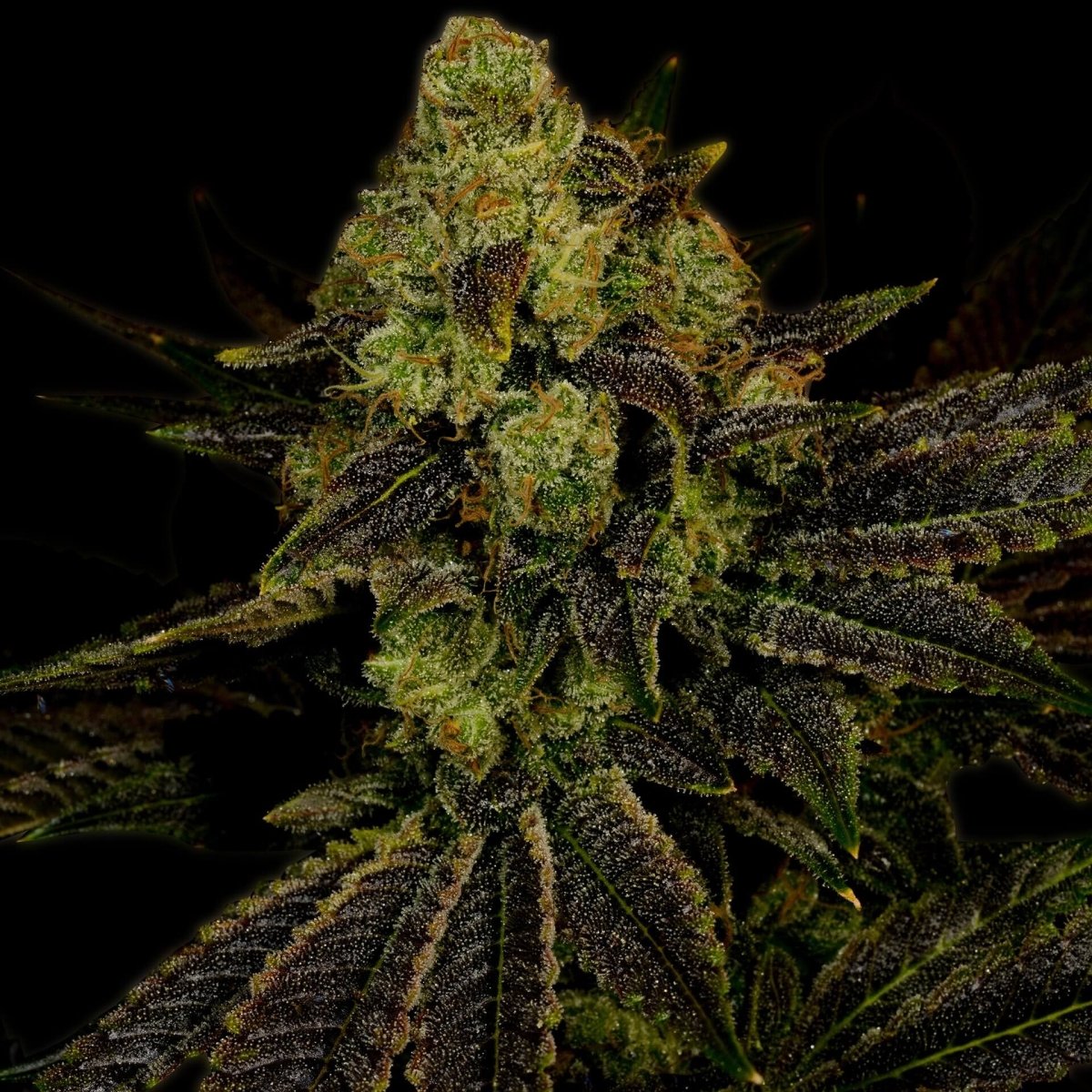 Blueberry Seeds
