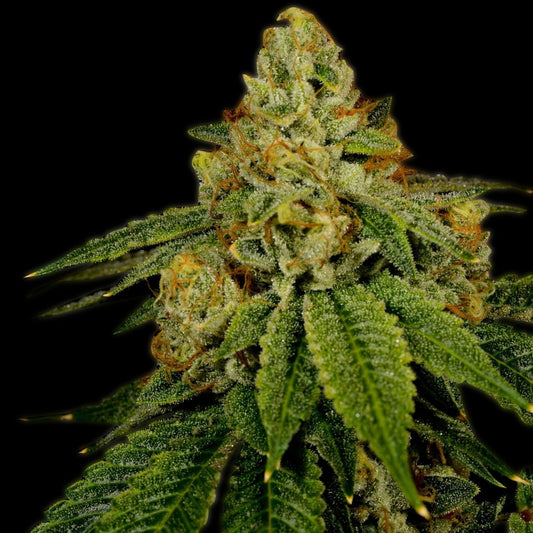 Bruce Banner Seeds