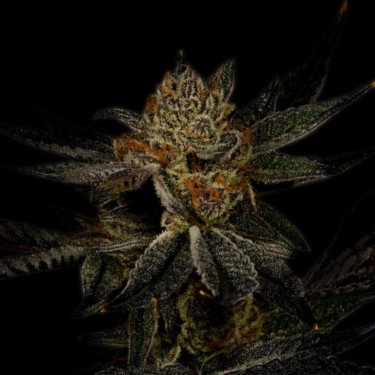 Bubba Kush Autoflower Seeds