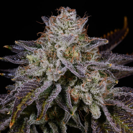 Bubblegum Popperz Seeds
