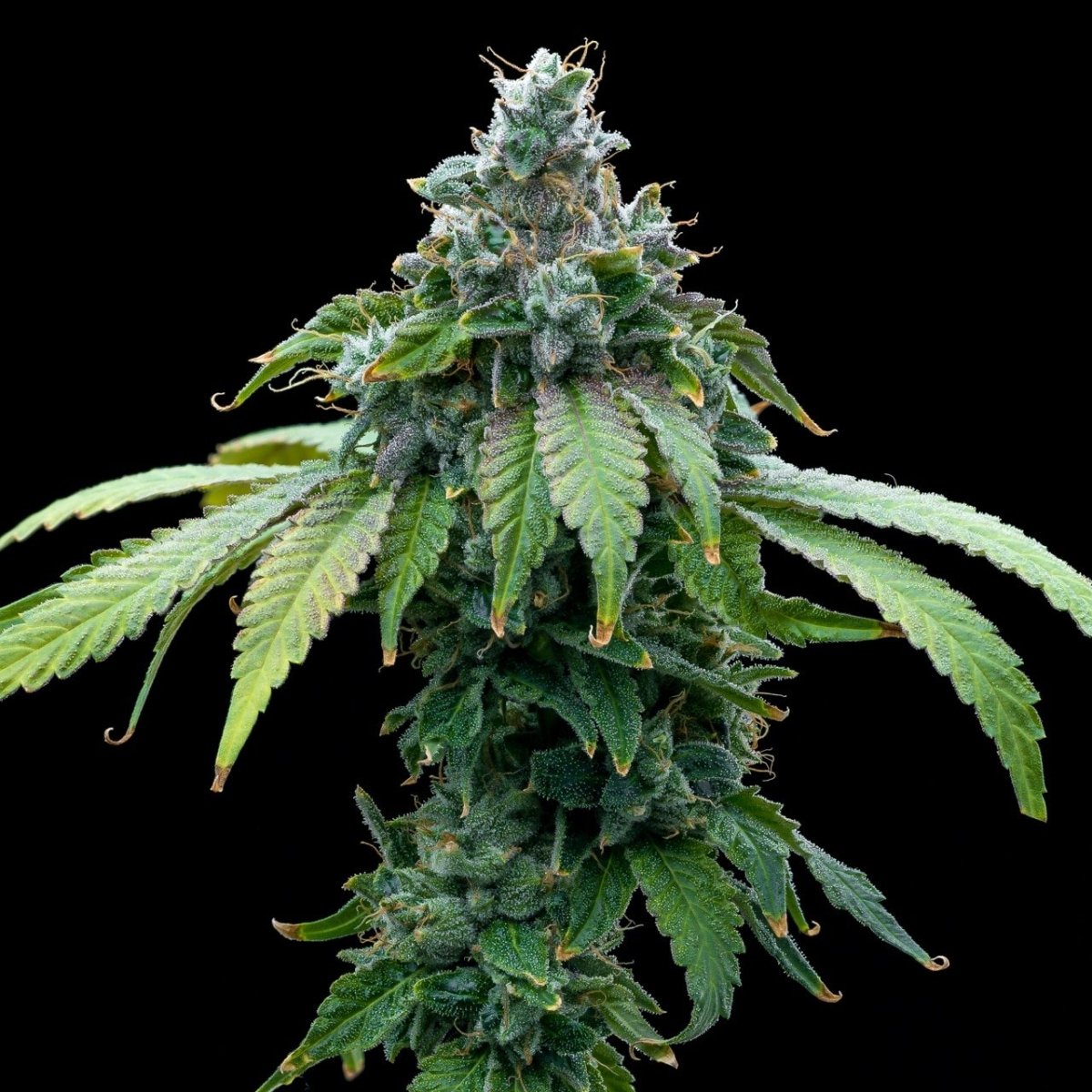 Cafe Racer Seeds