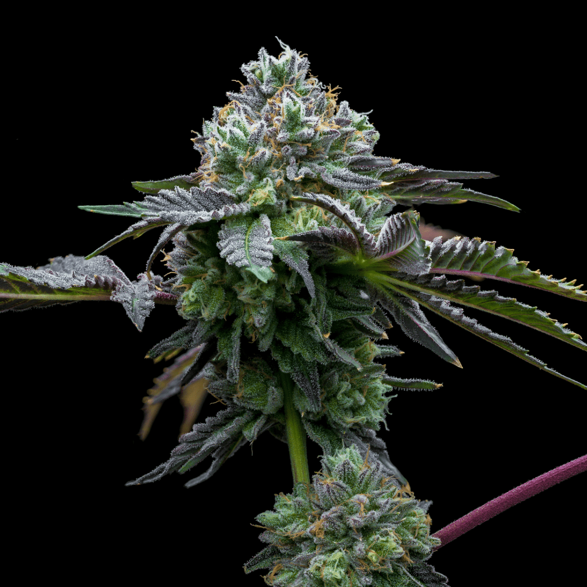 Candy Rain Seeds