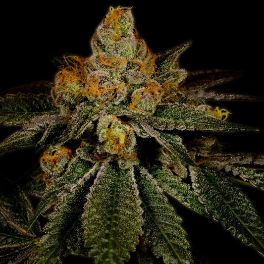 Chemdawg Autoflower Seeds