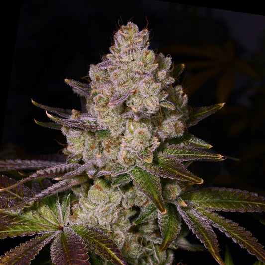 Cherry Pie Seeds