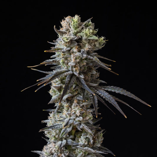 Cherry Popperz Seeds