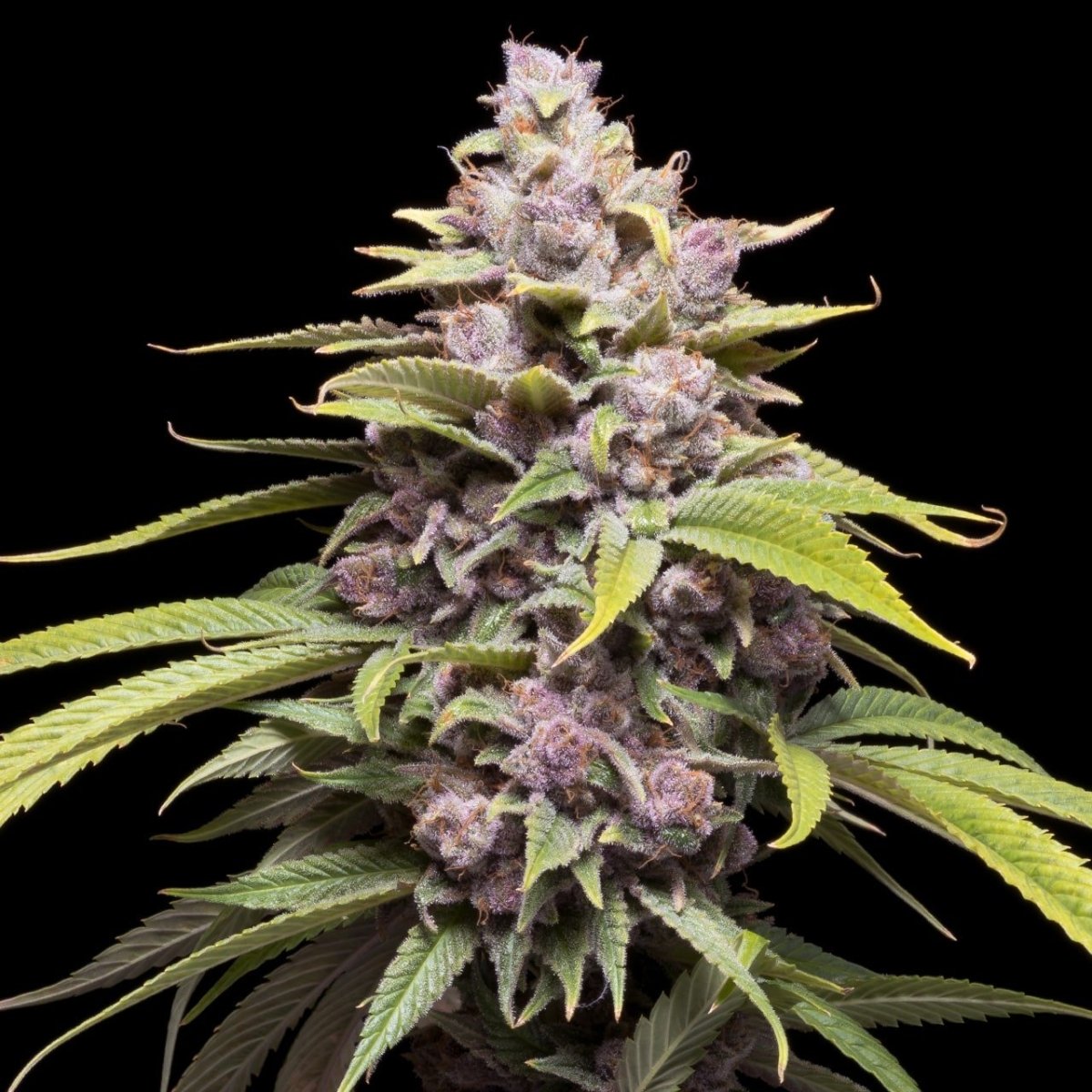Cherry Punch Seeds
