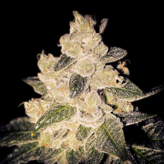 Cinderella 99 Autoflower Seeds