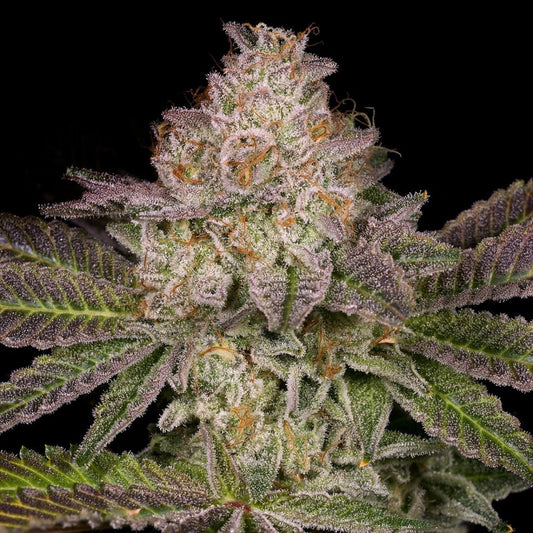 Collins Ave Seeds