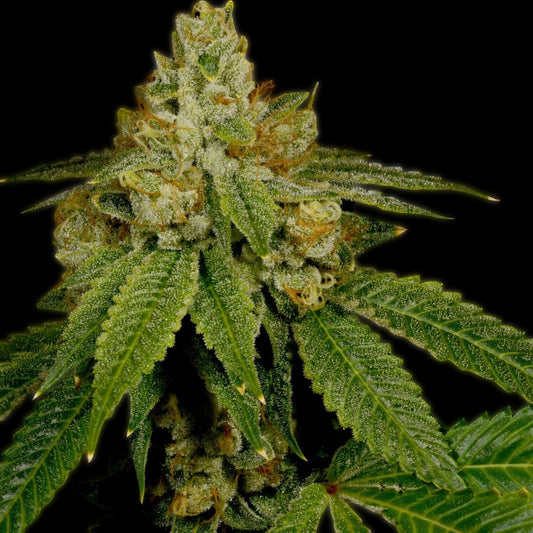 Critical Kush Autoflower Seeds
