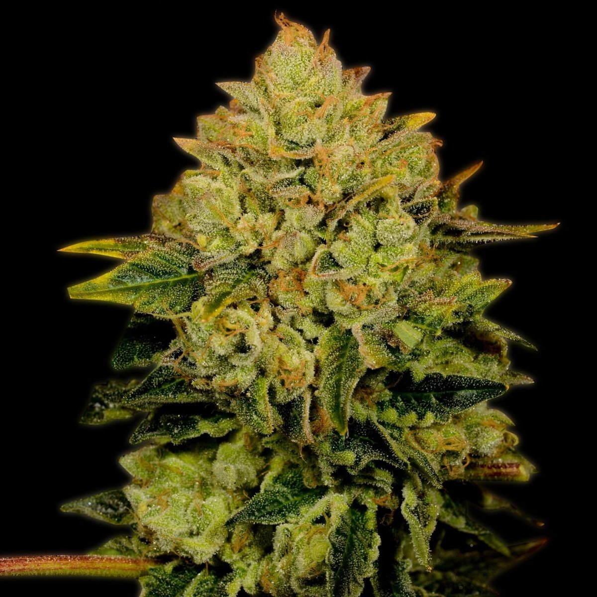 Critical Mass Seeds