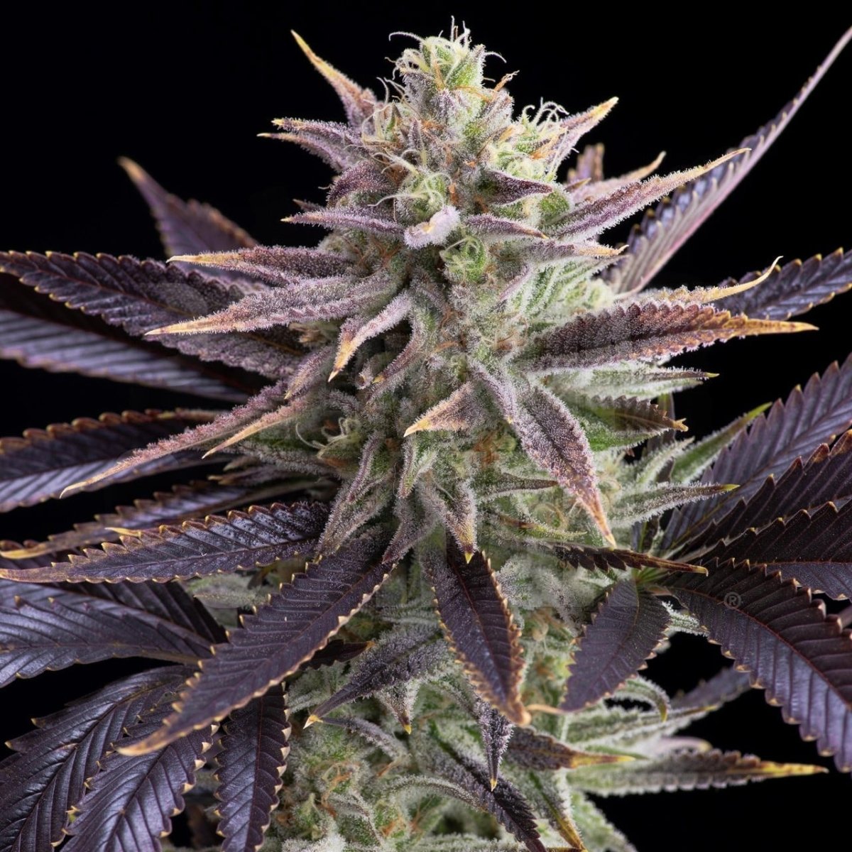 Dolato Seeds