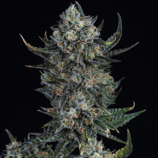 Durban Poison Autoflower Seeds
