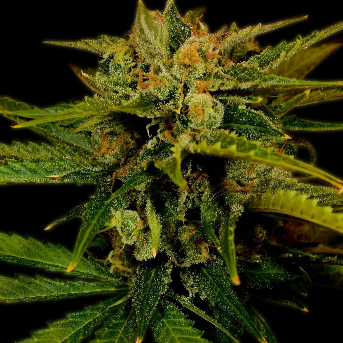 Fire OG Seeds