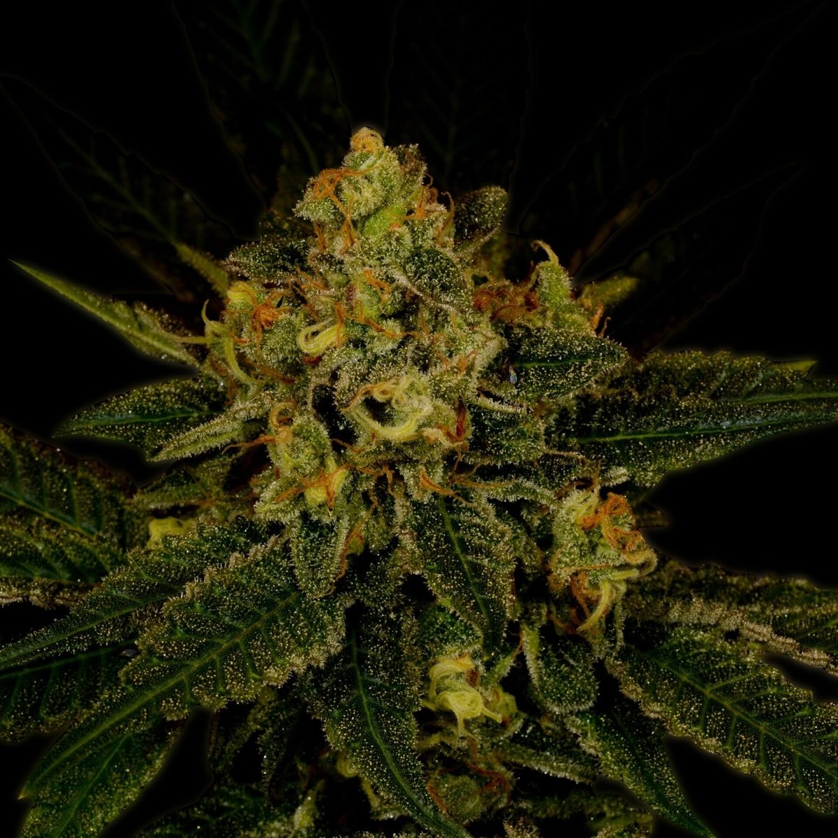 Fruit Punch Autoflower Seeds
