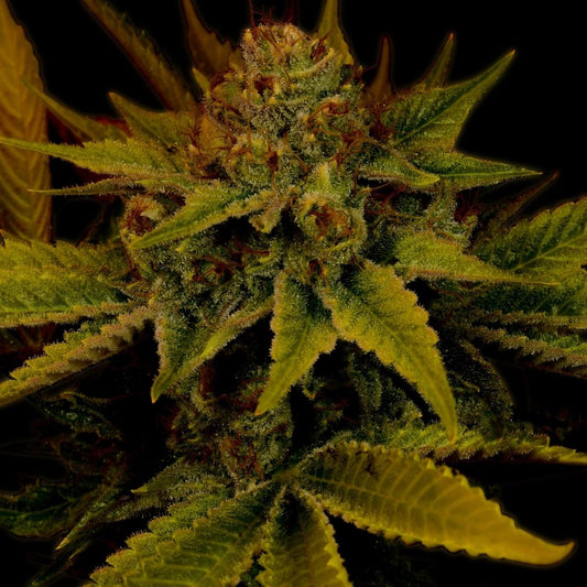 G13 Autoflower Seeds