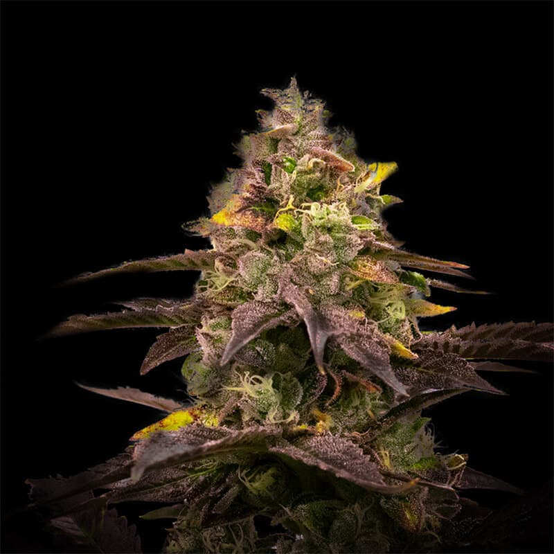 Ghost Train Haze Seeds