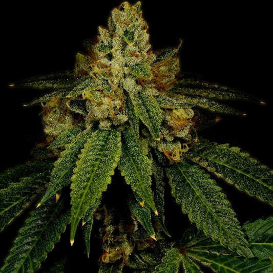 Girl Scout Cookies Autoflower Seeds