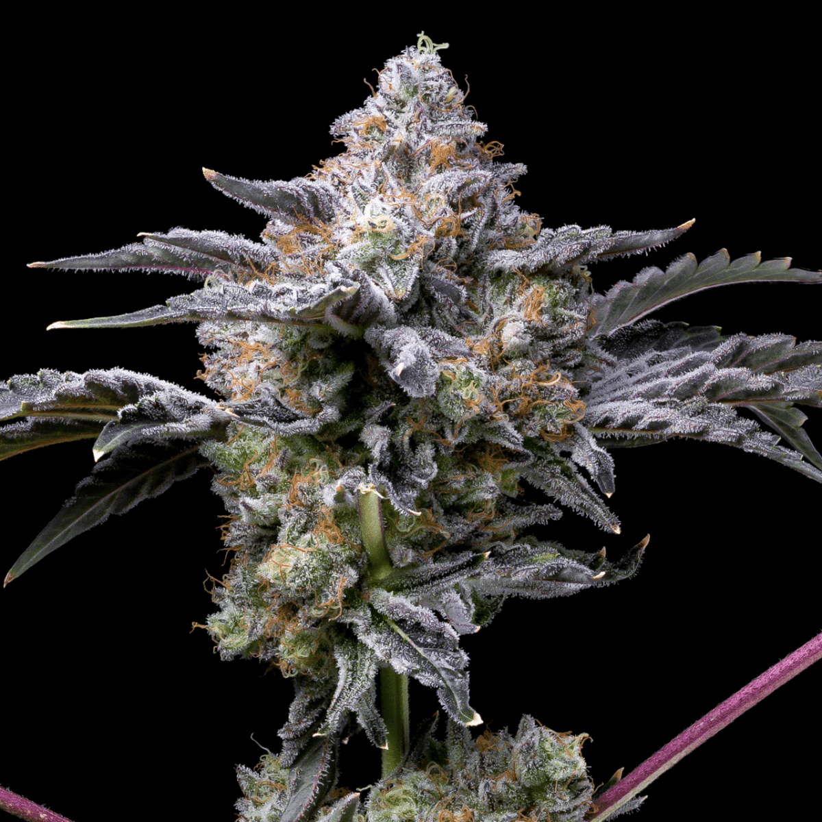 Girl Scout Zookies Autoflower Seeds