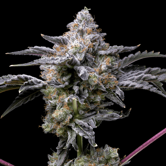 Girl Scout Zookies Autoflower Seeds
