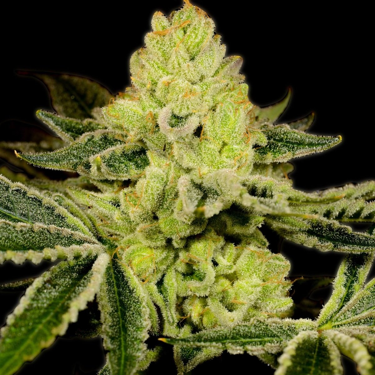 God Bud Autoflower Seeds