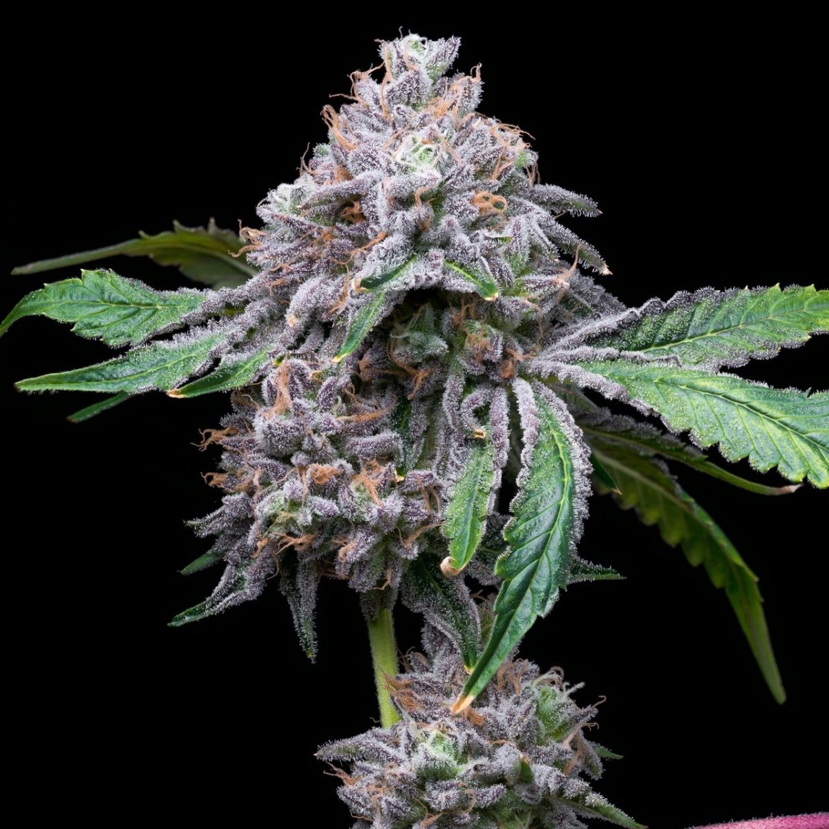 Gorilla Cookies Auto Seeds