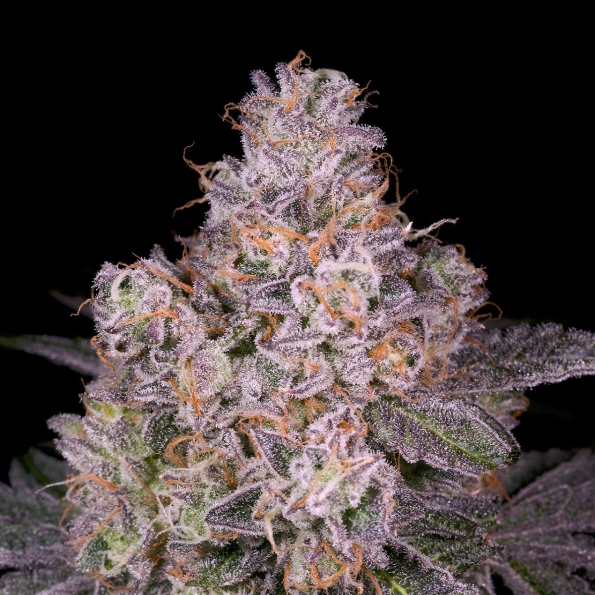 Gruntz Seeds