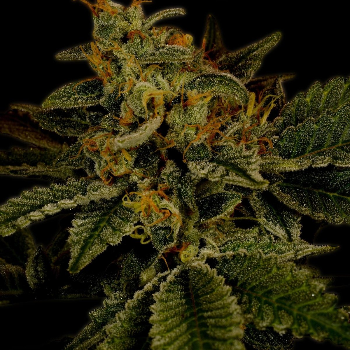 Hindu Kush Seeds