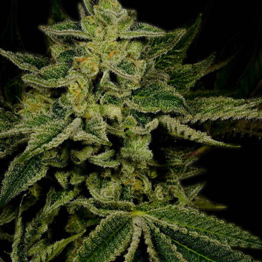 Jack Herer Autoflower Seeds
