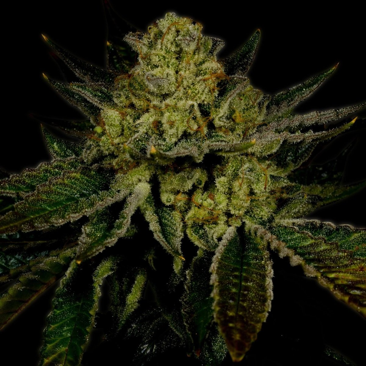 Kosher Kush Autoflower Seeds