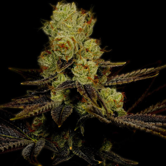 LA Confidential Autoflower Seeds