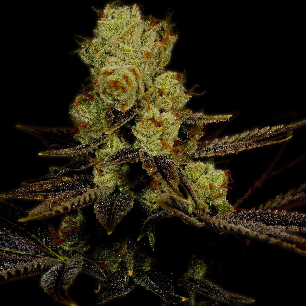 LA Confidential Seeds