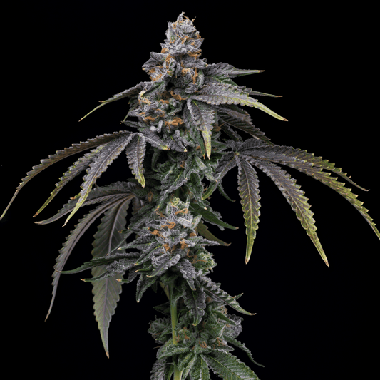 Lemon Cherry Dolato Autoflower Seeds