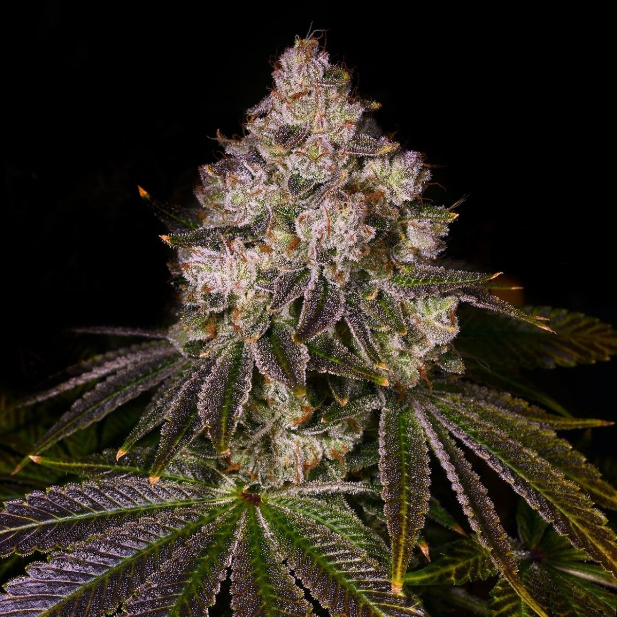Lemon Grab Seeds