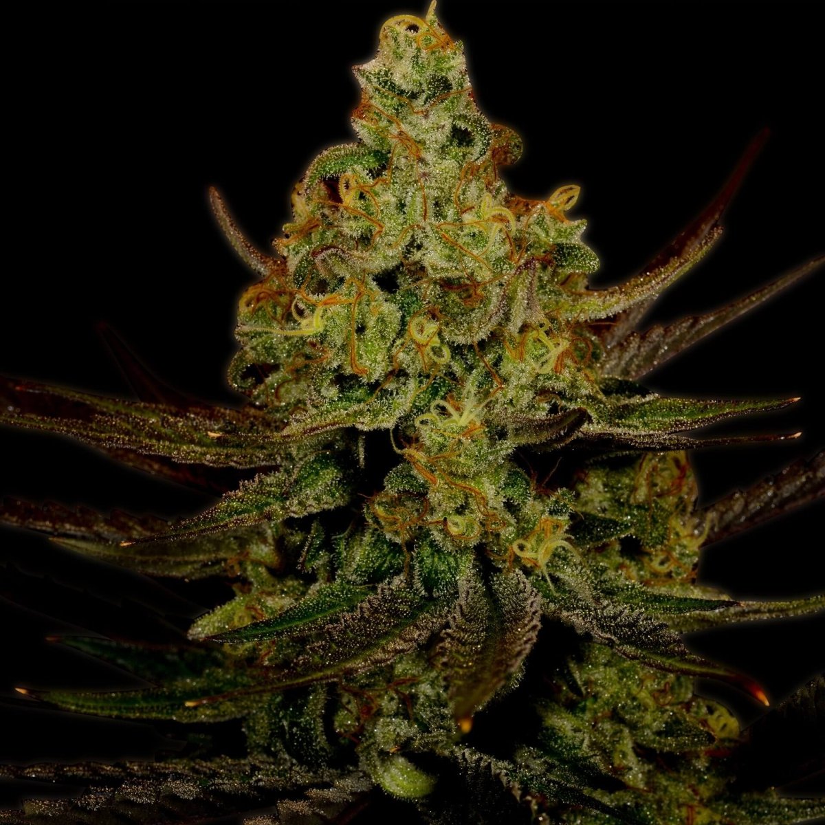Lemon Kush Seeds