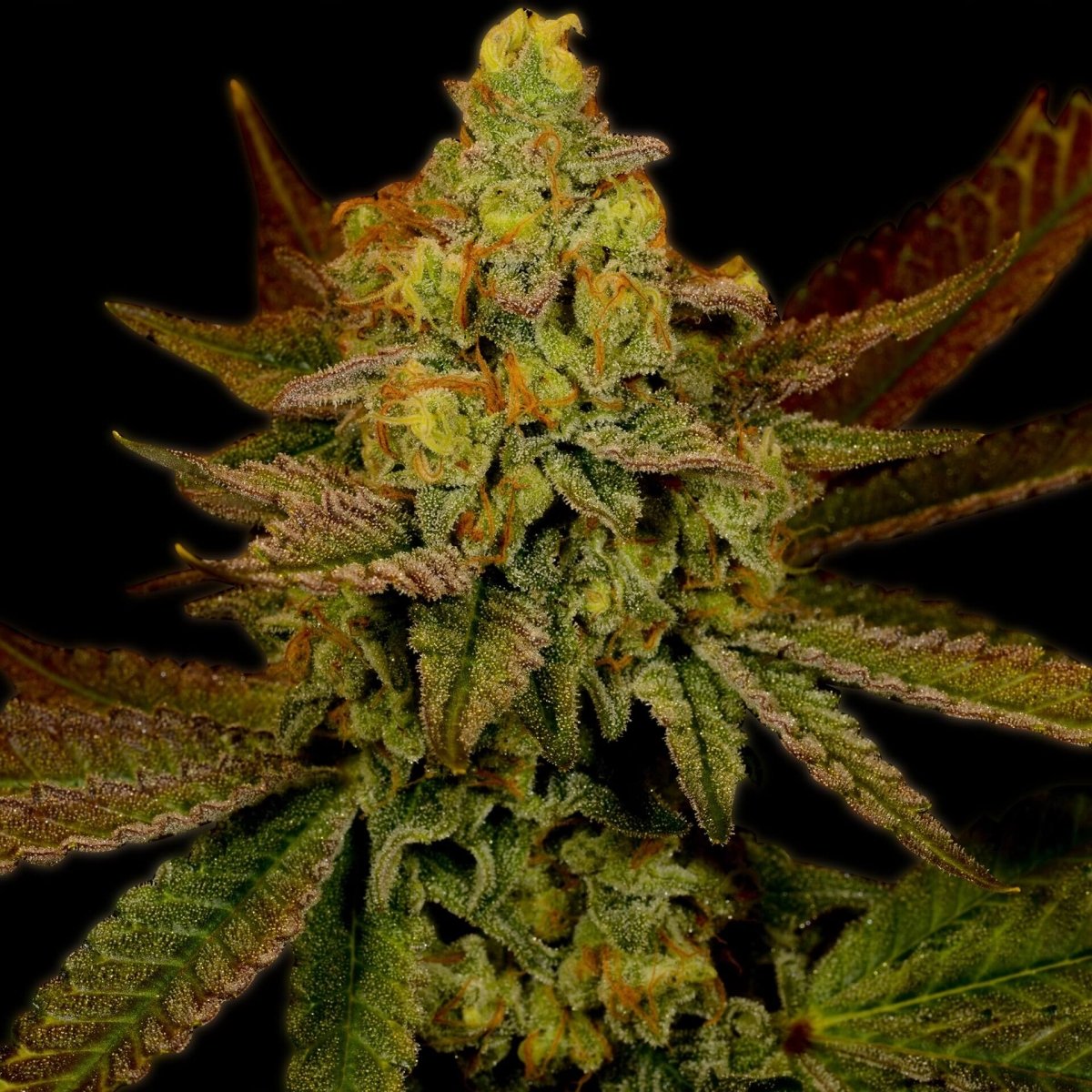Lemon Skunk Seeds