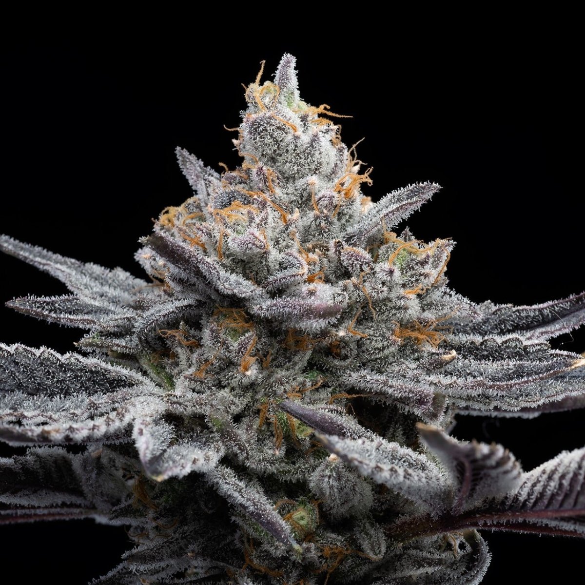 London Pound Cake Seeds