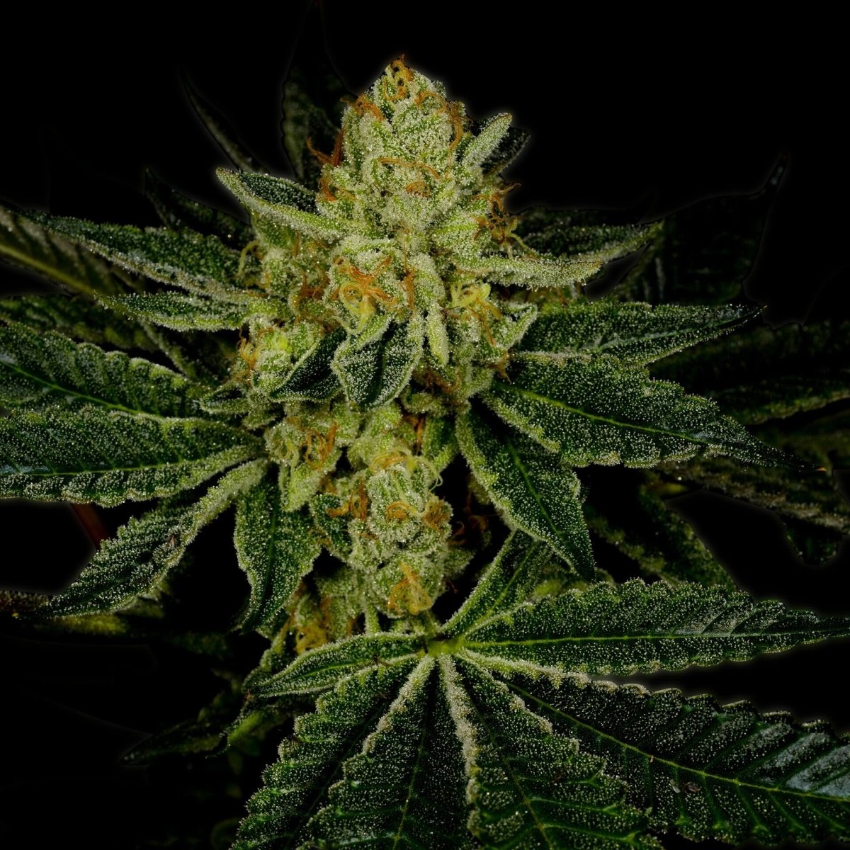 LSD Seeds