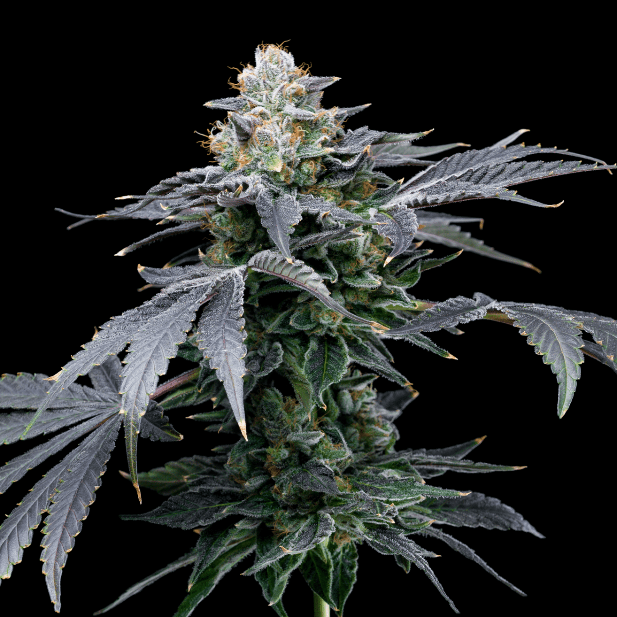 MAC 1 Melon Autoflower Seeds