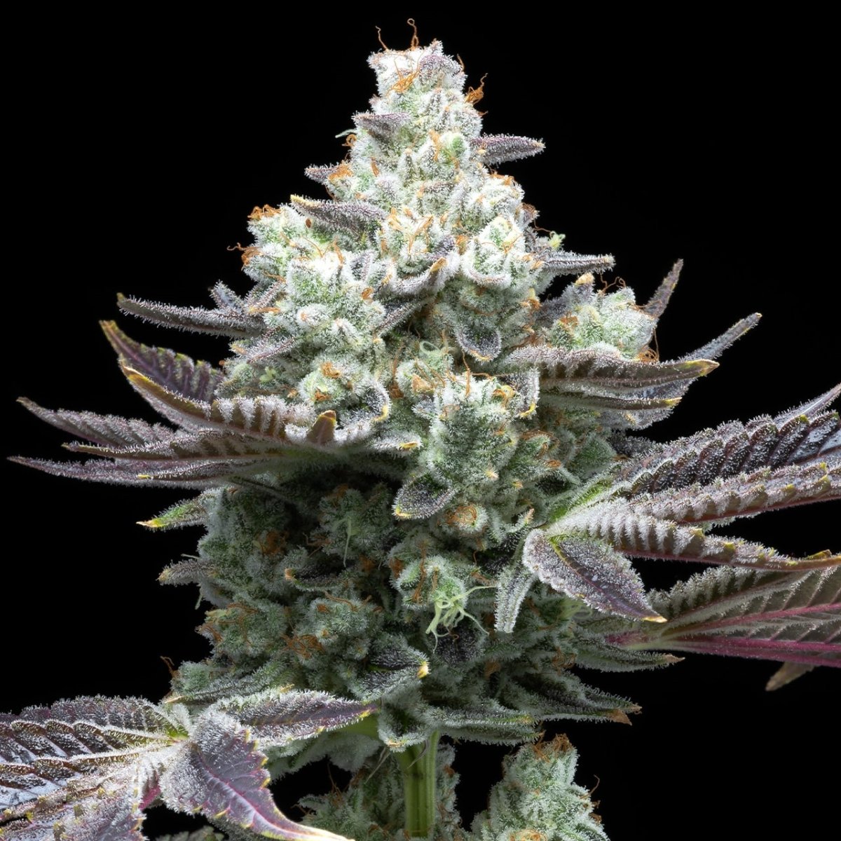 MAC 1 Seeds