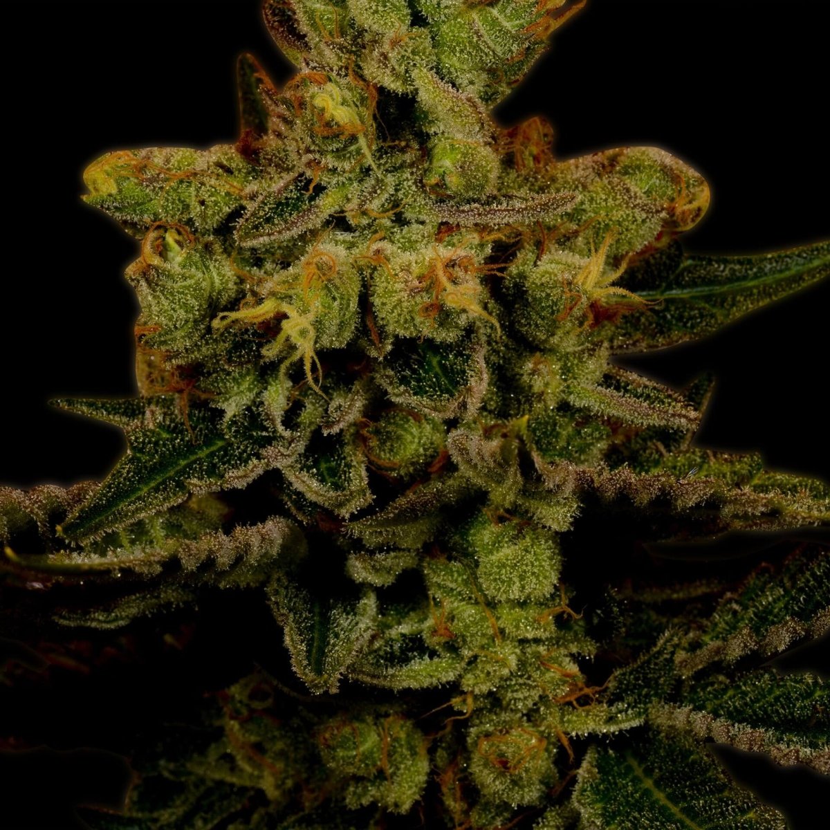 Master Kush Autoflower Seeds