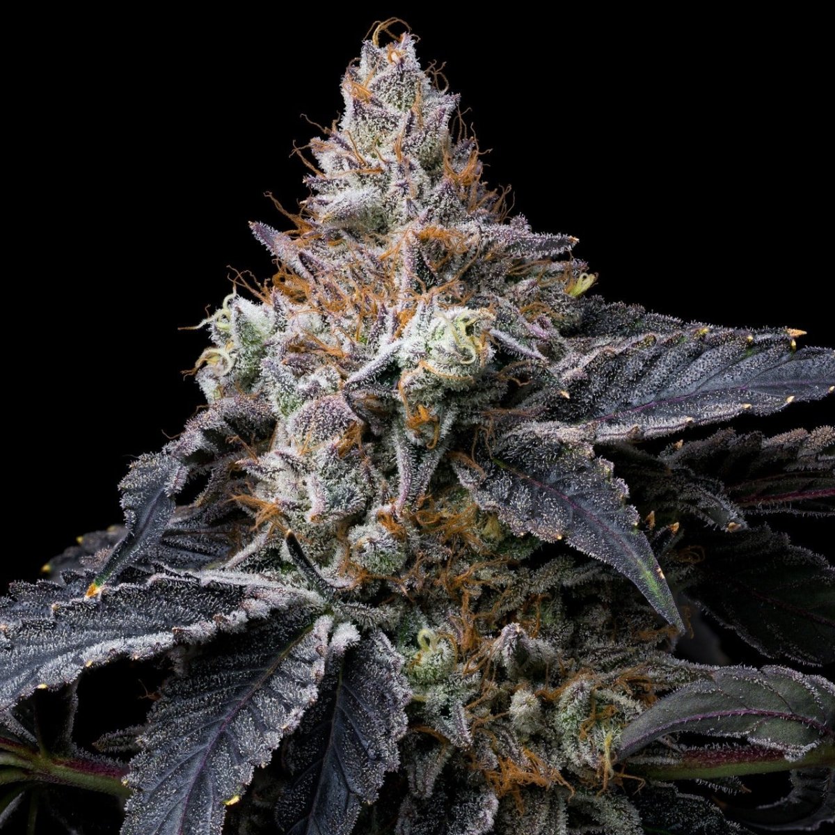Mendo Breath Seeds