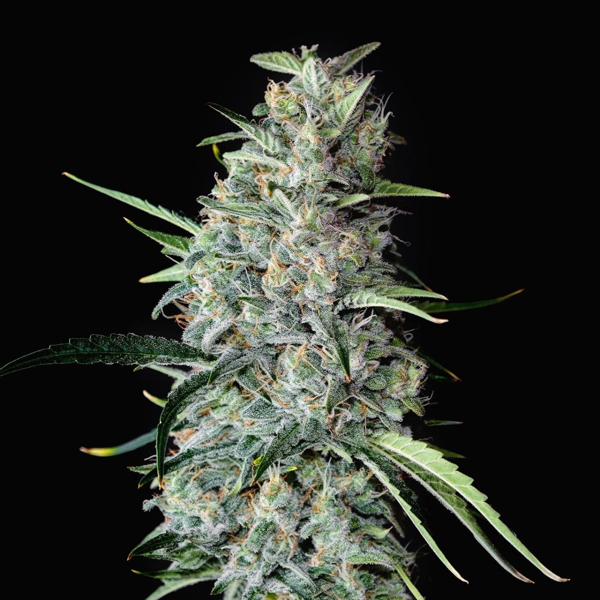 MK Ultra Autoflower Seeds