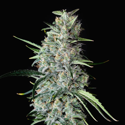 MK Ultra Autoflower Seeds