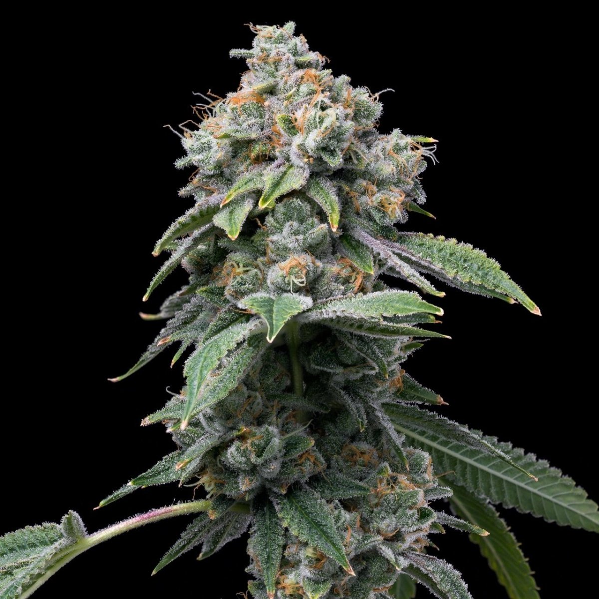 Motorbreath Seeds