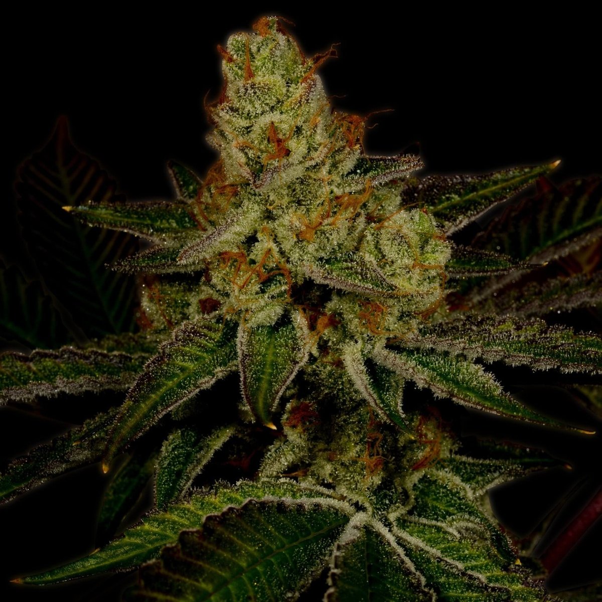 Northern Lights Seeds