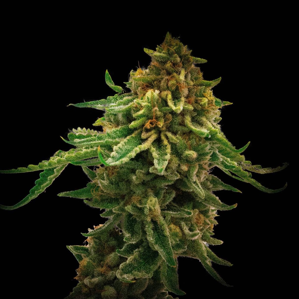 NYC Diesel Autoflower Seeds